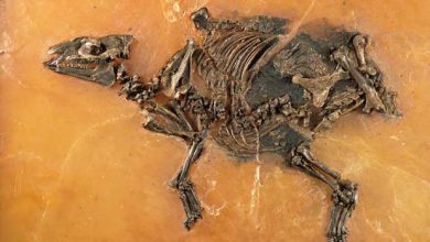 Découverte d'un fœtus de cheval vieux de 48 millions d'années