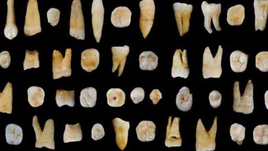Découverte de dents d'Homo Sapiens datant d'au moins 80.000 ans en Chine.