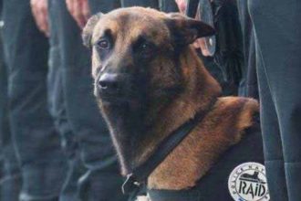 Diesel, chienne d'assaut du Raid tuée à Saint-Denis