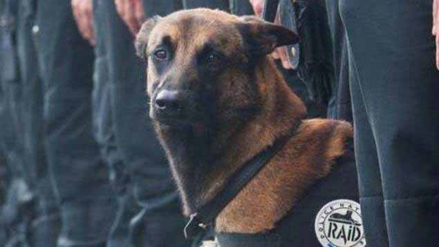 Diesel, chienne d'assaut du Raid tuée à Saint-Denis