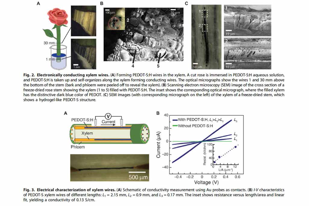 Une rose bionique intègre des cicuits électroniques à transistors
