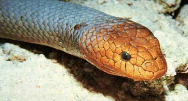 Plus observé depuis 1990, une espèce de serpent de mer éteinte au nouveau repérée