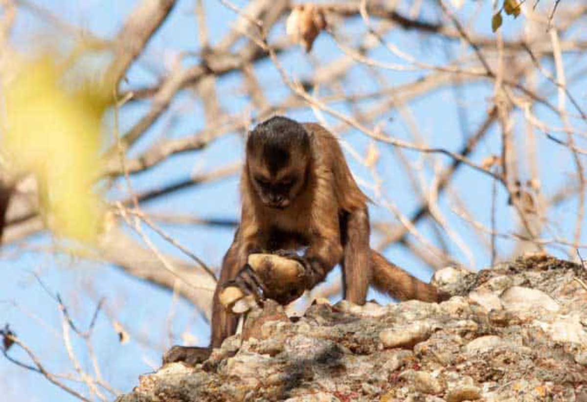 Des singes du Brésil savent produire des éclats de pierre tranchants