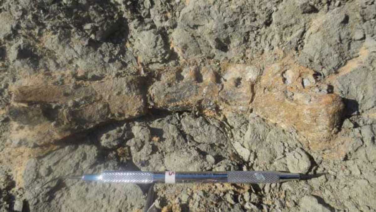 Une partie de la mâchoire du Mansourasaurus shahinae (Photo : Hesham Sallam/Université de Mansourah)