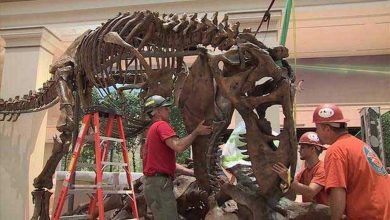 À l'intérieur de la nouvelle exposition de dinosaures du Smithsonian