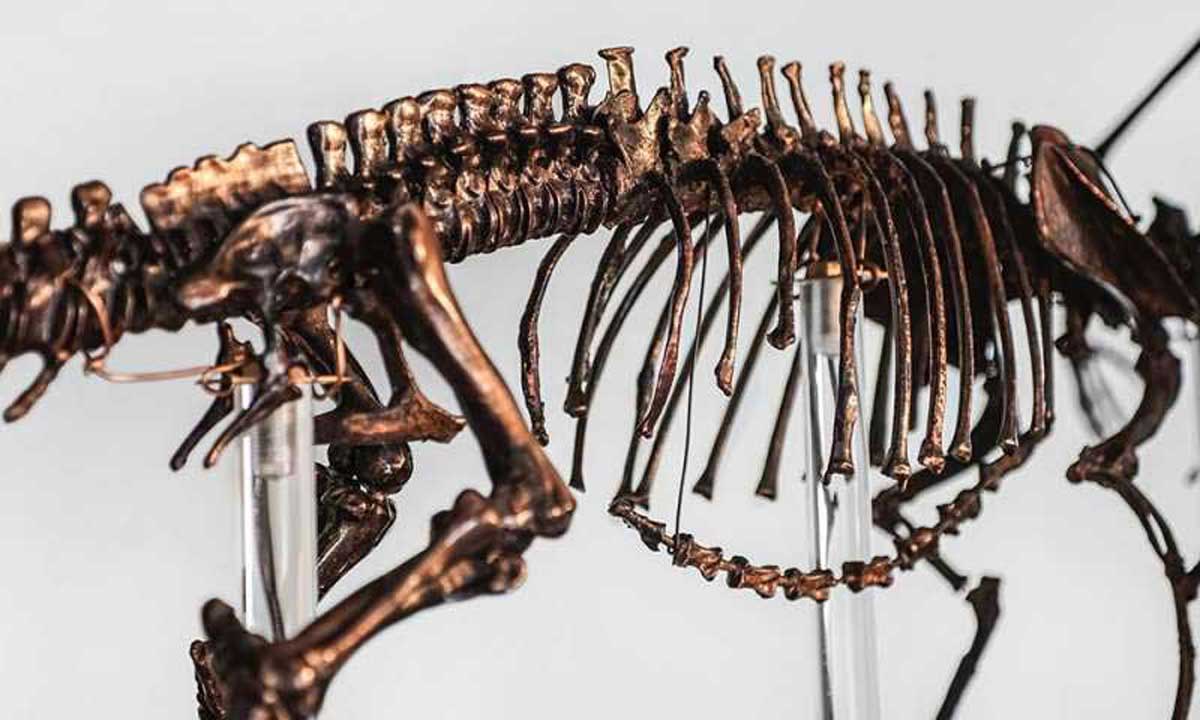 Peau de dinosaure parfaitement conservée trouvée en Corée