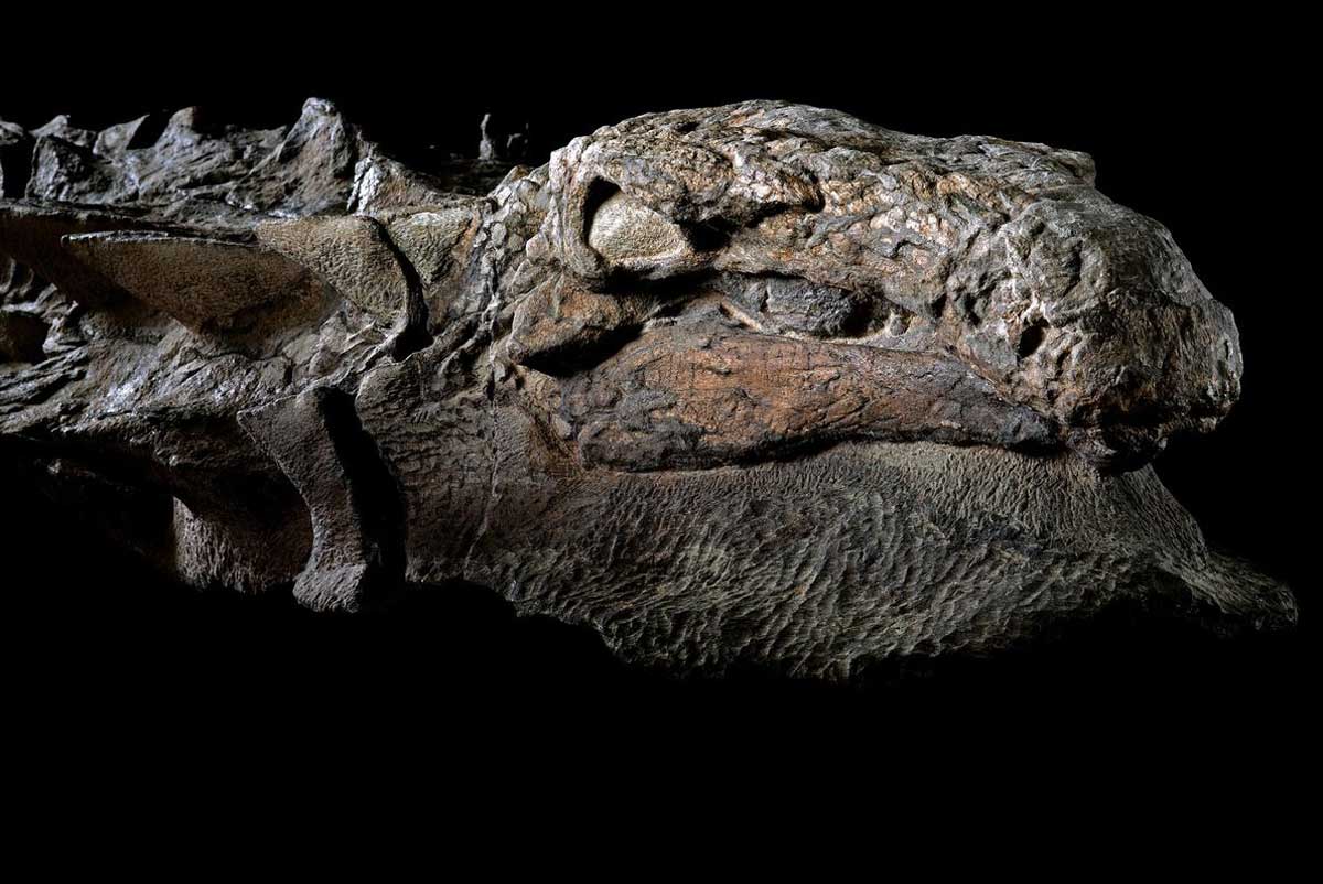 Côté droit de la tête du Nodosaure. Prise au Royal Tyrrell Museum de Drumheller, Alberta, Canada. Le spécimen a été trouvé sur un site d'exploitation pétrolière de Suncor près de Drumheller, Alberta.