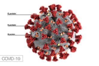 Une étude suggère que la mutation pourrait rendre le coronavirus plus infectieux