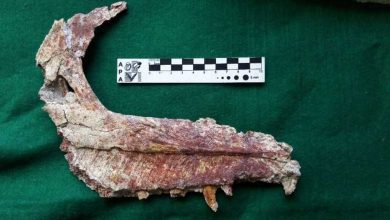 La mâchoire fossilisée d'un Overoraptor chimentoi, une nouvelle espèce de dinosaure découverte en Patagonie argentine
