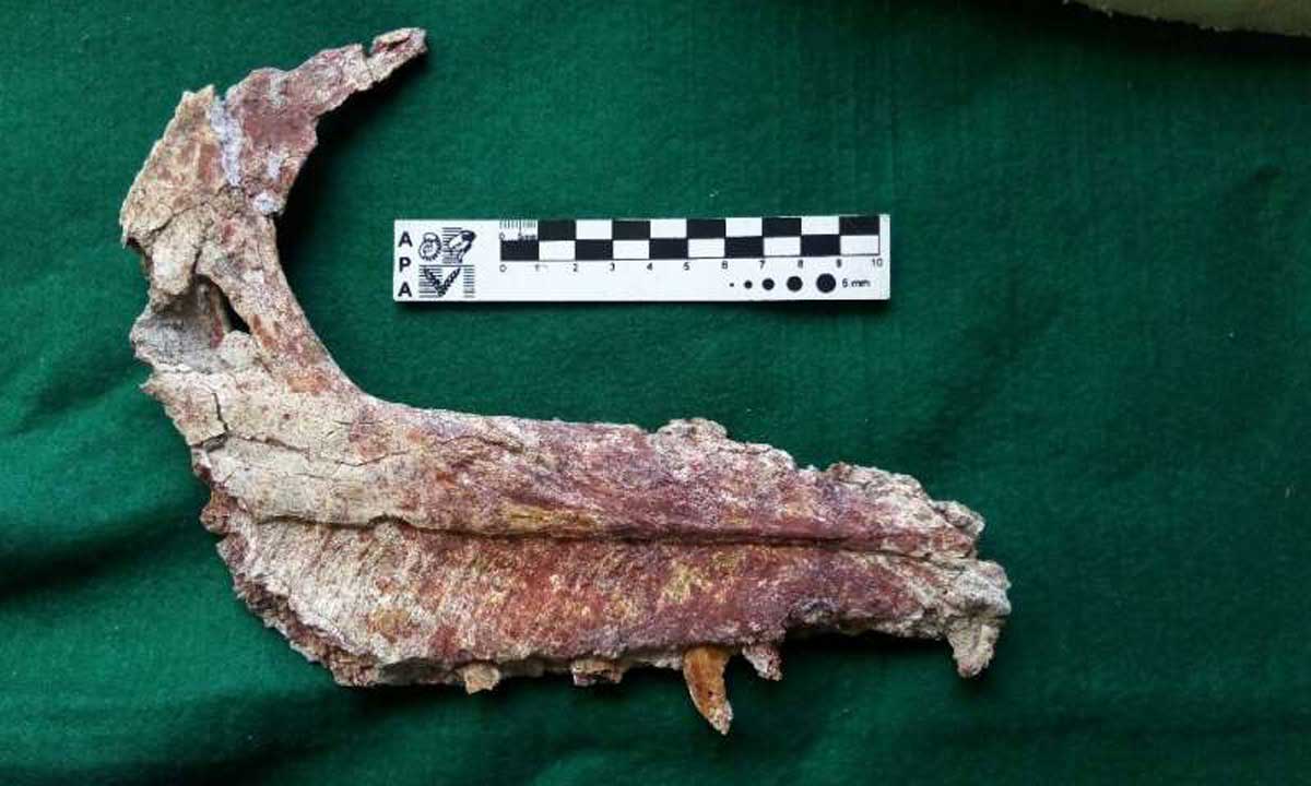 La mâchoire fossilisée d'un Overoraptor chimentoi, une nouvelle espèce de dinosaure découverte en Patagonie argentine