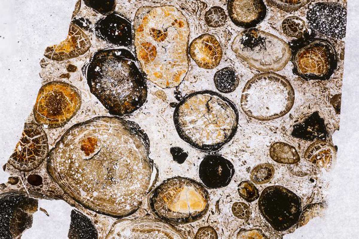 En encastrant certains fragments du contenu intestinal dans de la résine, les scientifiques ont pu les trancher assez finement pour les étudier au microscope, révélant ainsi des milliers de minuscules fossiles de plantes.