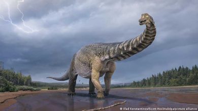 Les scientifiques confirment la découverte du plus grand dinosaure d'Australie