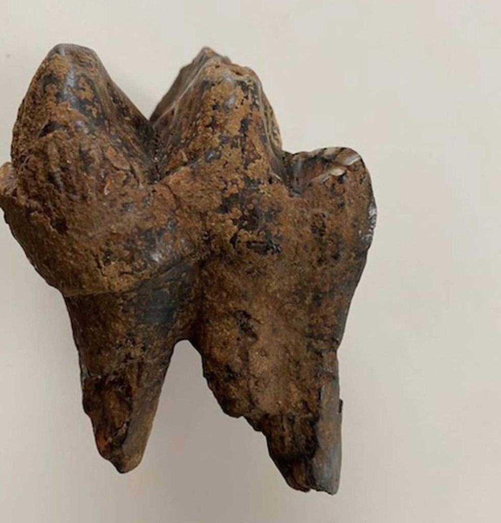 La dent de mastodonte