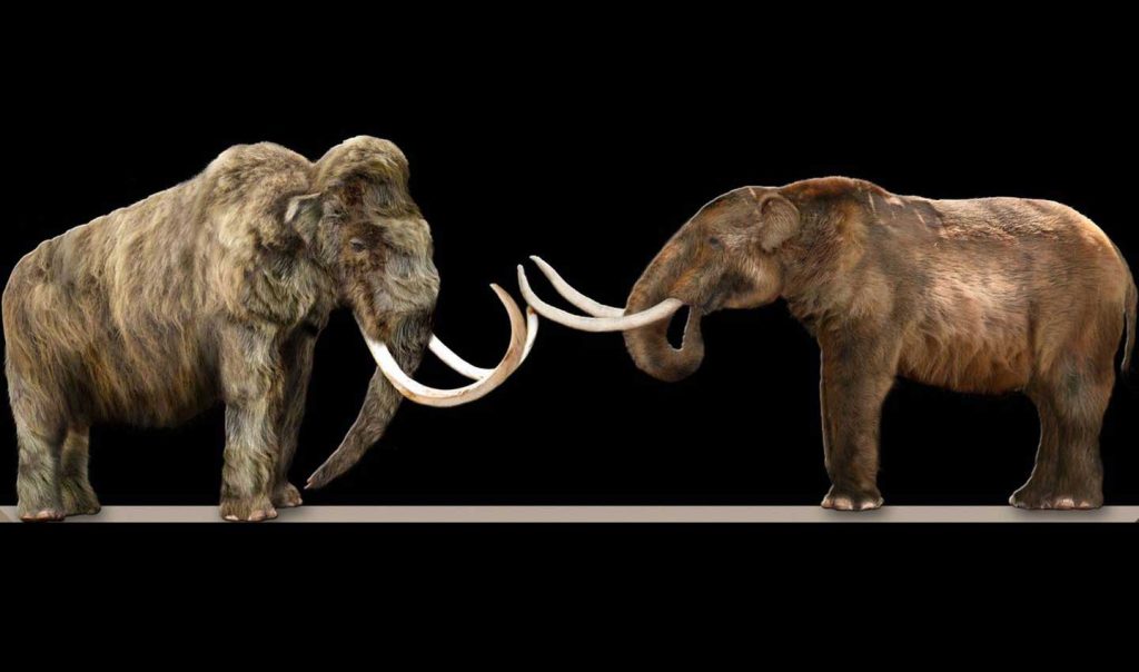Mammouth et mastodonte