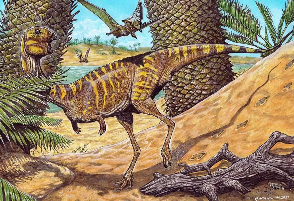 Reconstruction de Berthasaura leopoldinae