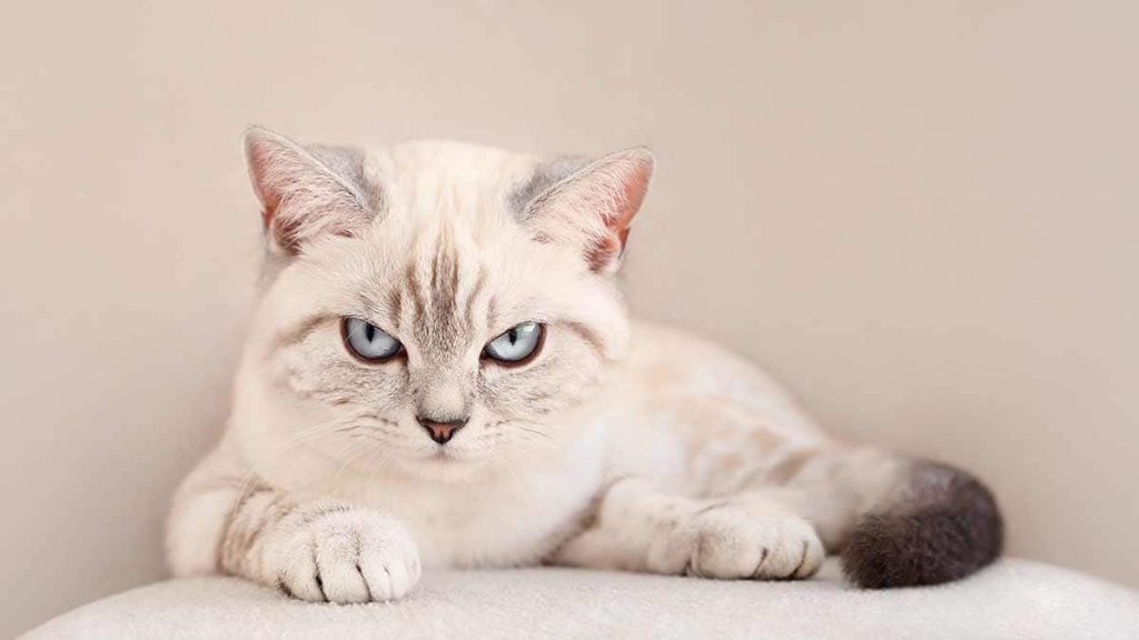 C'est un chat écossais grincheux à rayures beiges et aux yeux bleus. Il a la mine renfrognée.