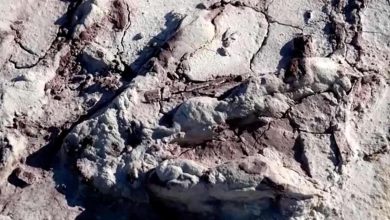 Des scientifiques de l'Institut géologique national de Varsovie et Grzegorz Niedzwiedzki de l'Université d'Uppsala en Suède ont découvert des traces de pas et des ossements dans une mine d'argile à Borkowice, à 130 kilomètres au sud de Varsovie.