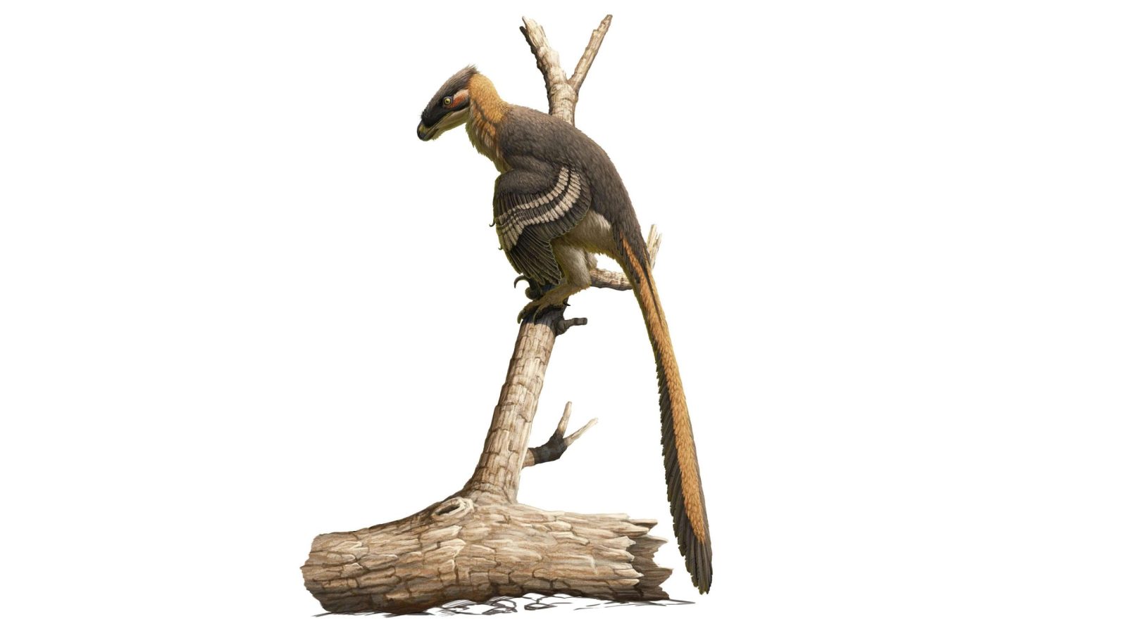 Au Royaume-Uni, un ancien parent du Velociraptor a été découvert.