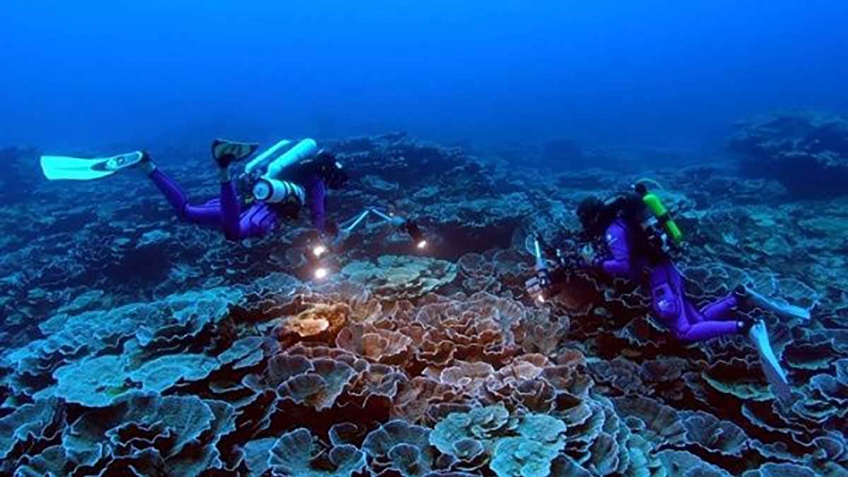 L'Unesco découvre un nouveau récif corallien à Tahiti