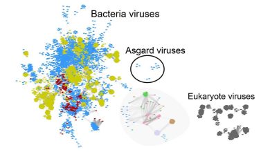 Comparaison de tous les génomes de virus connus.