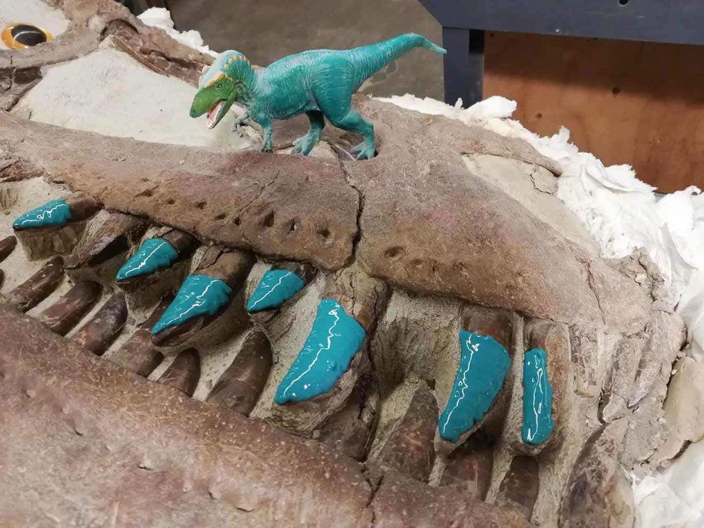Les dents de dinosaure révèlent leurs habitudes alimentaires