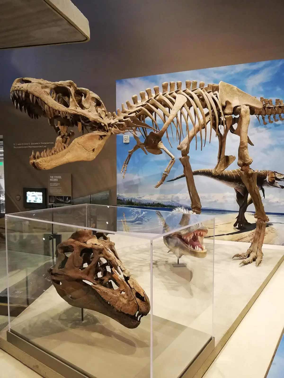 La vérité sur les habitudes alimentaires des dinosaures découverte