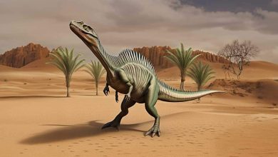 Maroc : découverte de dinosaures qui bouleverse nos connaissances