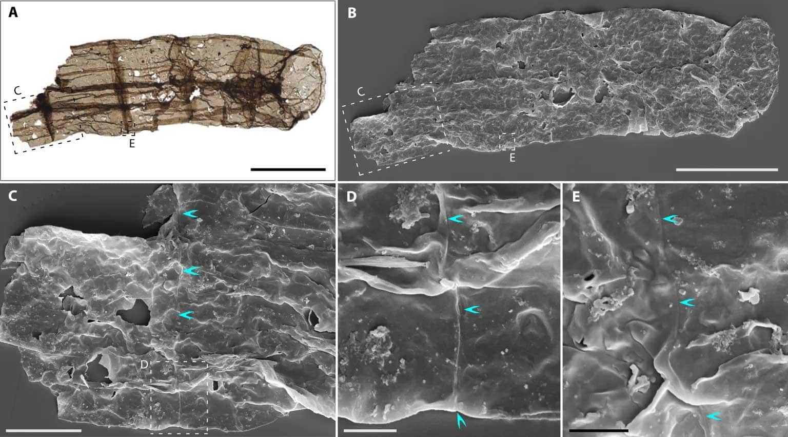 Secrets anciens : fossile révèle l'aube de la multicellularité