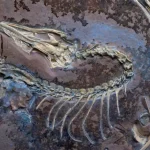 Fossile bien conservé d’un Archéoptéryx montrant le crâne et la colonne vertébrale exposés dans la roche.