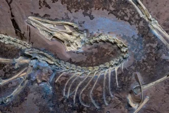 Fossile bien conservé d’un Archéoptéryx montrant le crâne et la colonne vertébrale exposés dans la roche.