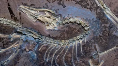 Fossile bien conservé d’un Archéoptéryx montrant le crâne et la colonne vertébrale exposés dans la roche.