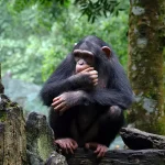 Jeune chimpanzé assis sur une souche, observant son environnement forestier