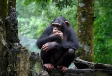 Jeune chimpanzé assis sur une souche, observant son environnement forestier
