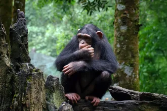 Jeune chimpanzé assis sur une souche, observant son environnement forestier