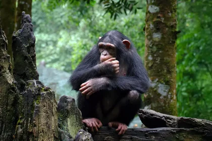 Jeune chimpanzé assis sur une souche, observant son environnement forestier