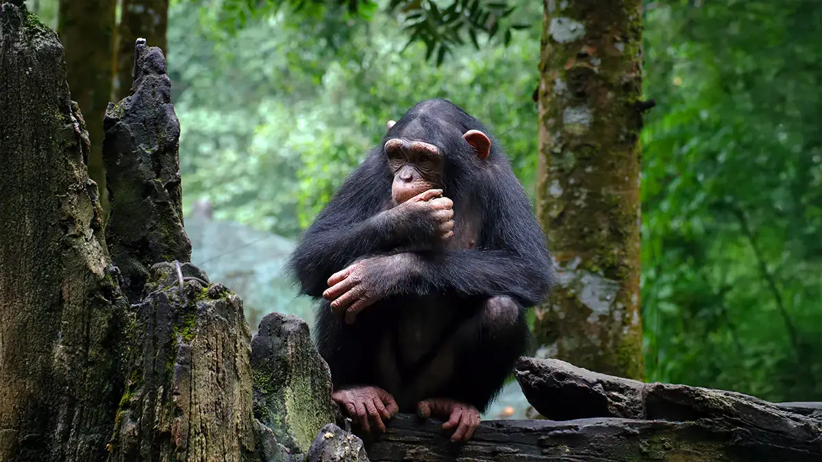 Jeune chimpanzé assis sur une souche, observant son environnement forestier